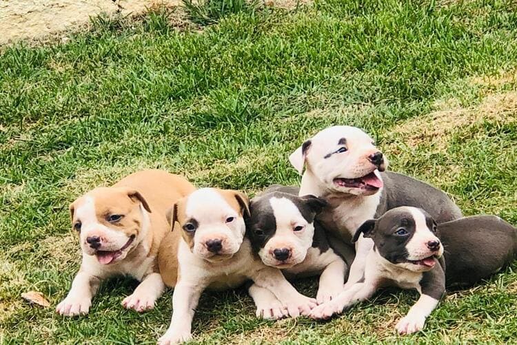 american staffordshire