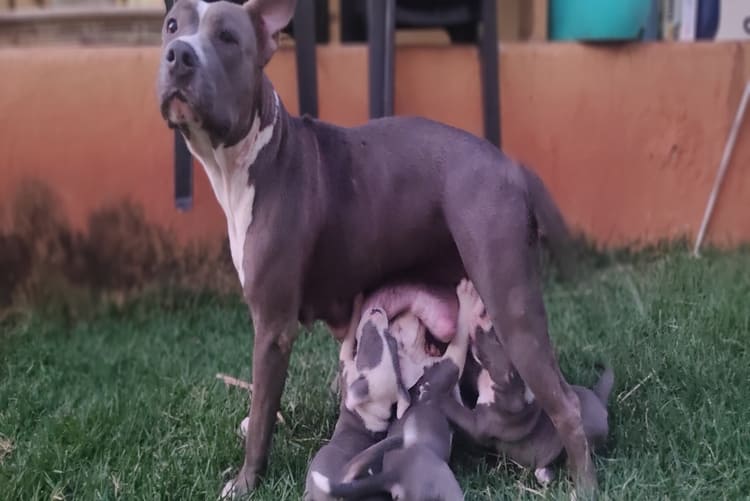 american staffordshire