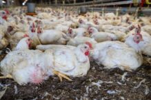 agronegócio, defesa agropecuária, gripe aviária, sanidade animal, agricultura brasileira, pragas agrícolas, políticas públicas