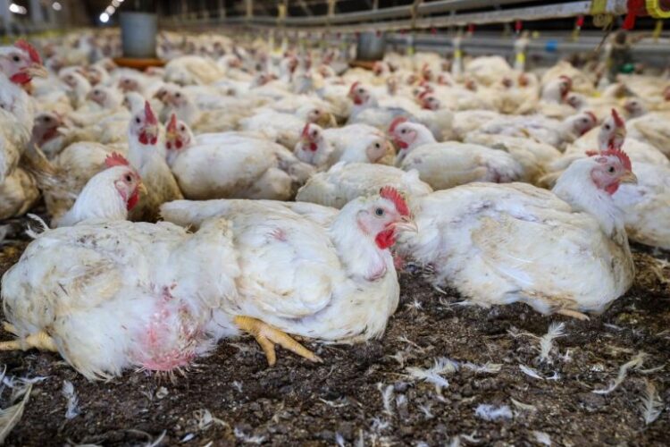 agronegócio, defesa agropecuária, gripe aviária, sanidade animal, agricultura brasileira, pragas agrícolas, políticas públicas