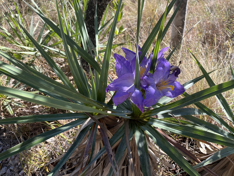 chapada dos veadeiros, principais pontos turísticos de goiás, turismo em goiás, cachoeiras de goiás, o que fazer na chapada dos veadeiros, viagem para goiás