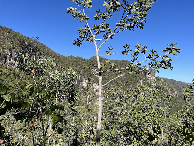 chapada dos veadeiros, principais pontos turísticos de goiás, turismo em goiás, cachoeiras de goiás, o que fazer na chapada dos veadeiros, viagem para goiás
